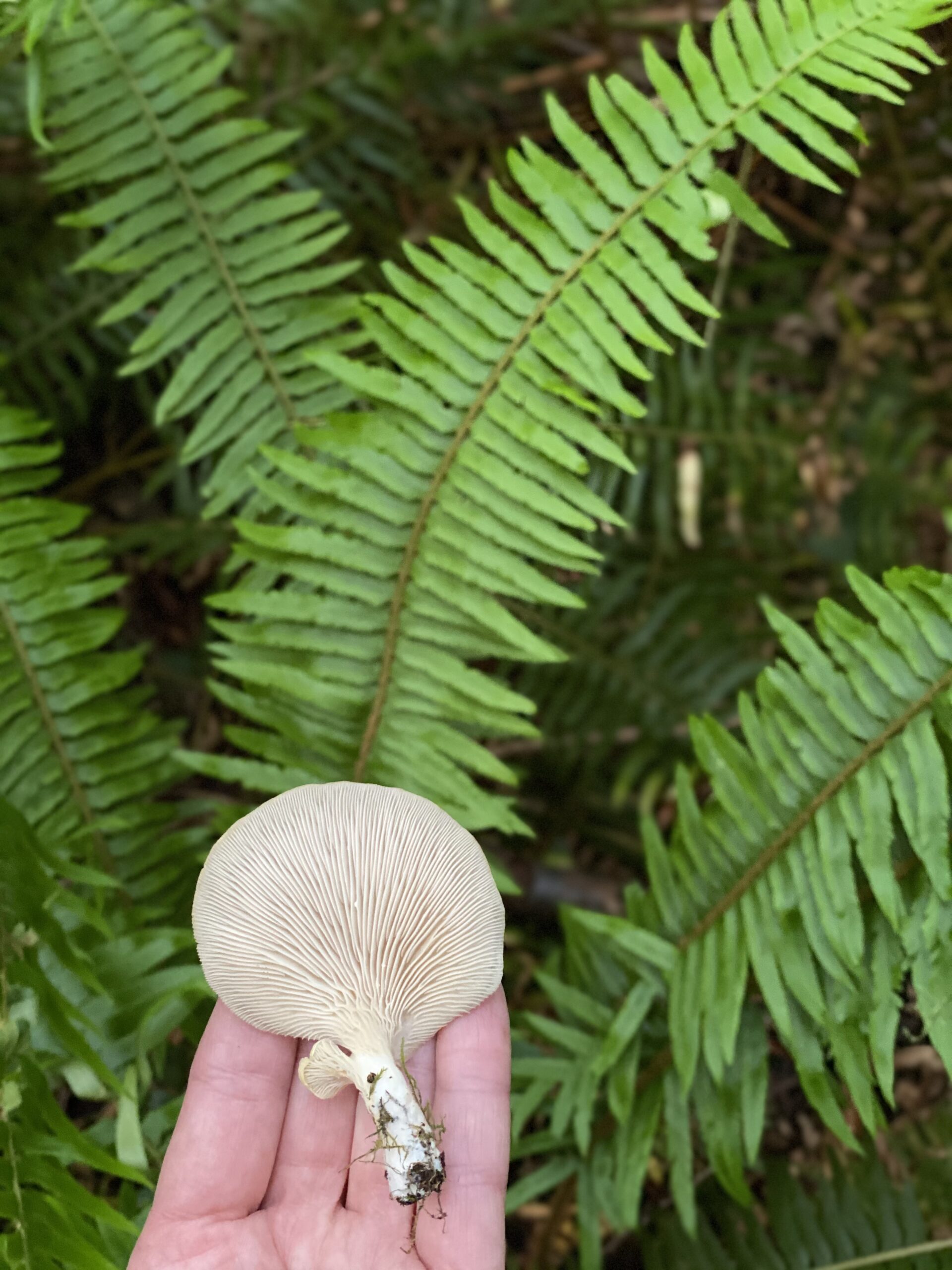 a hand holding an oyster mushroom